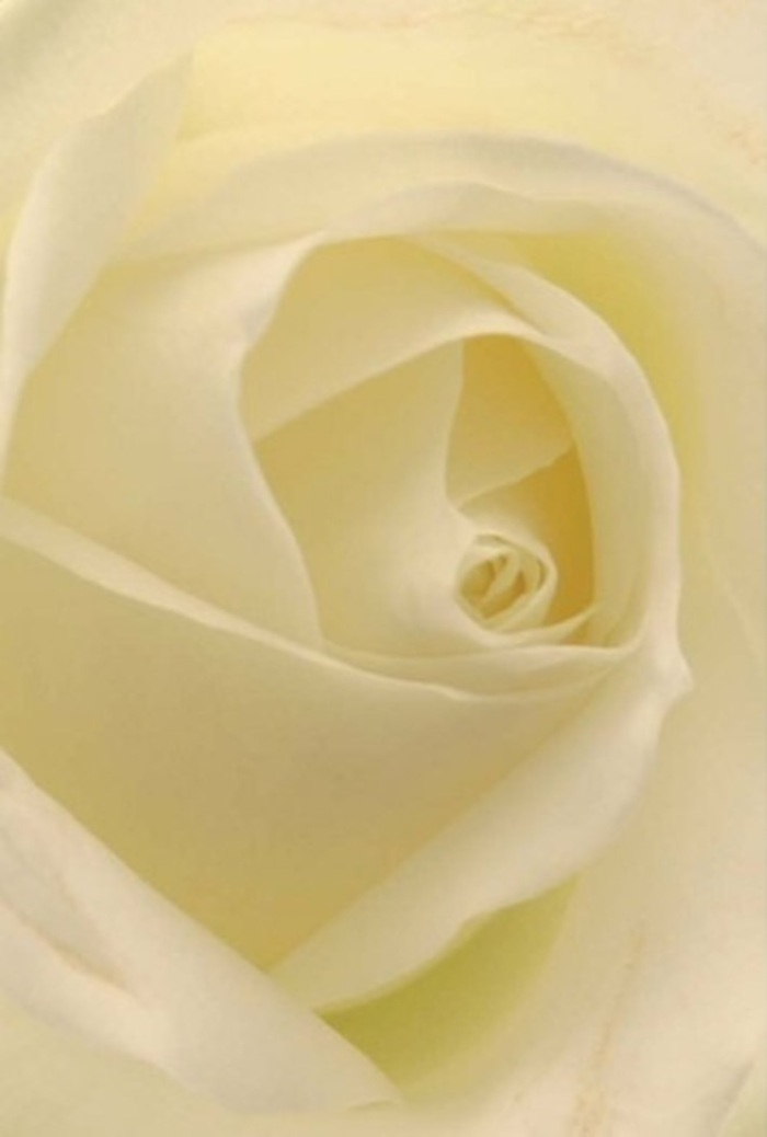 Viewed as if standing just beside a florist's workbench in Mayfair, the elegant white rose in this arrangement reveals its layers of tranquility and sophistication. Each petal unfolds with gentle precision, the shades of white and cream blending seamlessly under filtered morning light reminiscent of windows overlooking Shepherd Market. A touch of silkiness and a dreamy matte finish add to the tactile allure, inviting your fingers to trace each refined edge. Shadows ripple quietly within the bloom's heart, enhancing its intricate spiral and giving the rose an almost ethereal glow-as if lit softly from within. This floral arrangement radiates pure intention: its near-perfect form embodies sentiments suited for romance, apology, or marking momentous occasions such as a wedding in Mayfair's intimate venues. The bloom's resilience is subtle, visible in the perfectly arranged core and the way each petal holds its shape, suggesting both strength and vulnerability. The soft fragrance that seems to linger would gently fill an elegant townhouse or accompany a quiet act of kindness. Every aspect-composition, fragrance, and the serene palette-demonstrates a florist's commitment to artistry and the timeless beauty that Mayfair's discerning community knows so well. With every glance, the bouquet tells a story of heartfelt emotion, delivered with care and local pride.